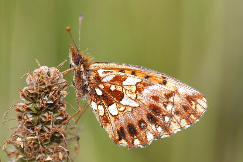 Paarse parelmoervlinder, Boloria dia (CZ)