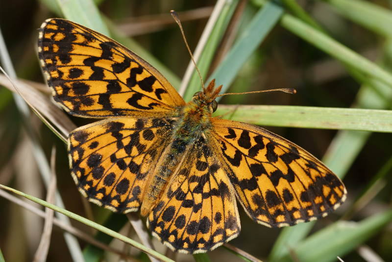 Paarse parelmoervlinder, Boloria dia (SK)