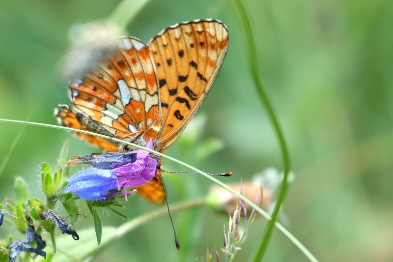 Zilvervlek, Boloria euphrosyne (BG)