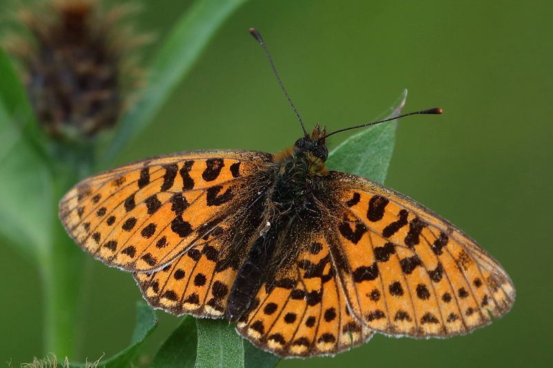 Zilvervlek, Boloria euphrosyne (BG)