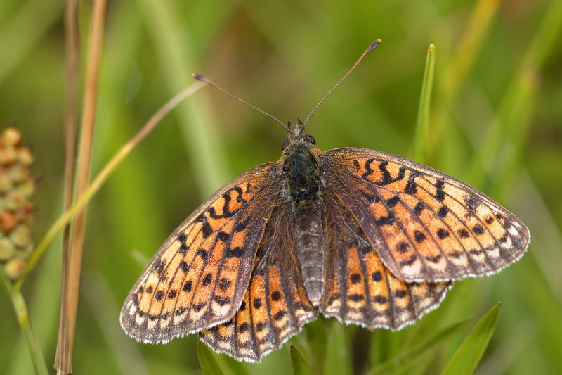 Zilveren maan, Boloria selene (CZ)