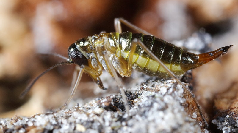 Boreus hyemalis, sneeuwvlo of sneeuwspringer ♀