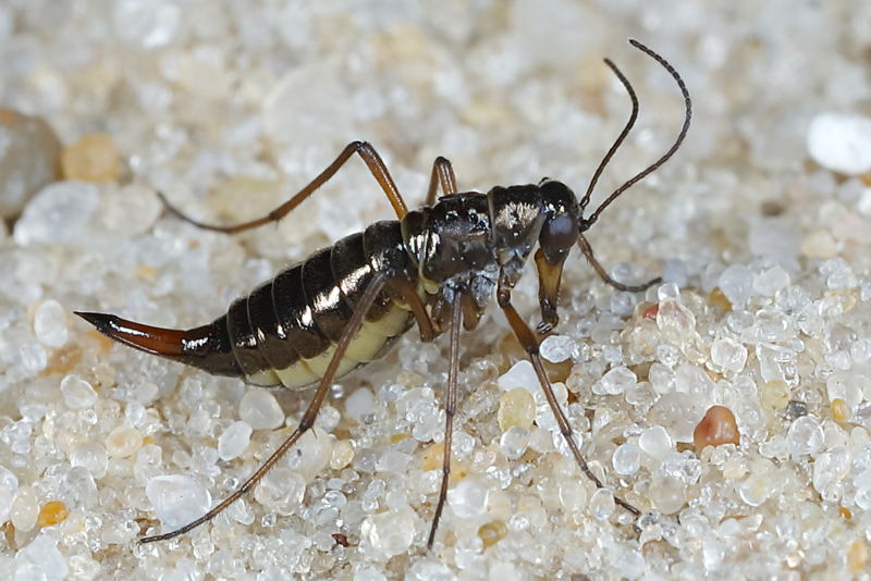 Boreus hyemalis, sneeuwvlo of sneeuwspringer ♀