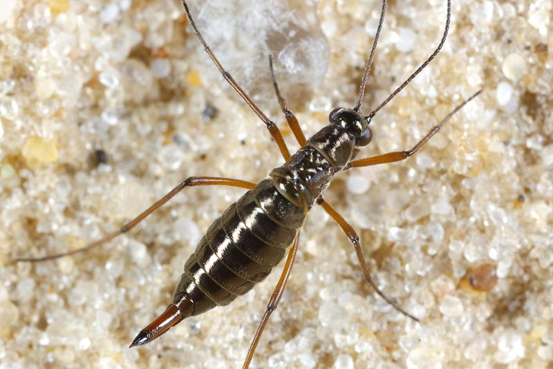 Boreus hyemalis, sneeuwvlo of sneeuwspringer ♀