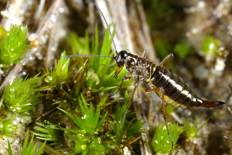 Boreus hyemalis, sneeuwvlo of sneeuwspringer ♀