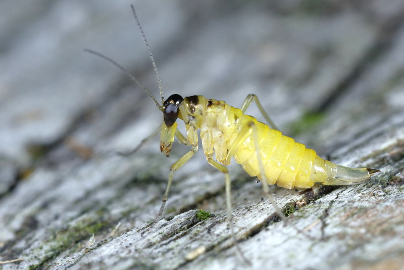 Boreus hyemalis, sneeuwvlo of sneeuwspringer, net verveld ♀