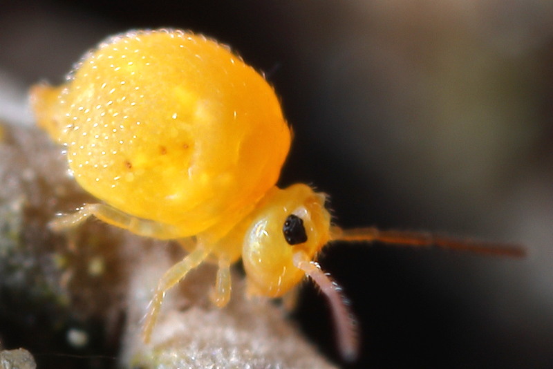 Bourletiella arvalis