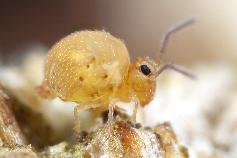Bourletiella arvalis