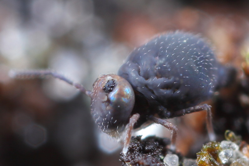 Bourletiella hortensis