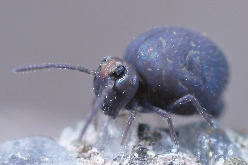 Bourletiella hortensis