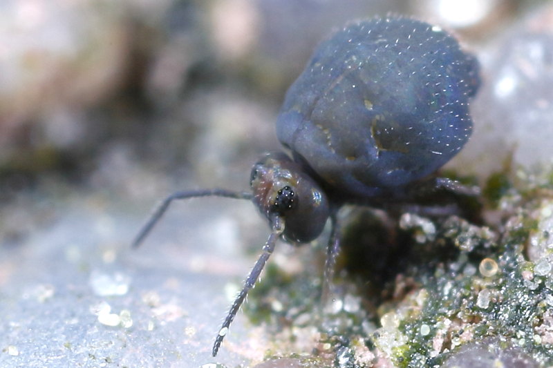 Bourletiella hortensis