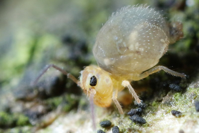 Bourletiella viridescens
