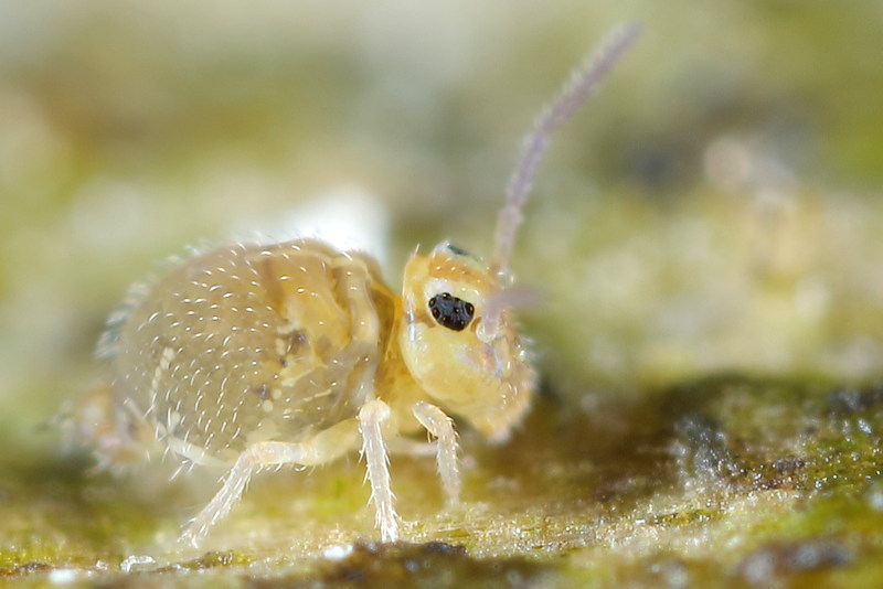 Bourletiella viridescens, juveniel