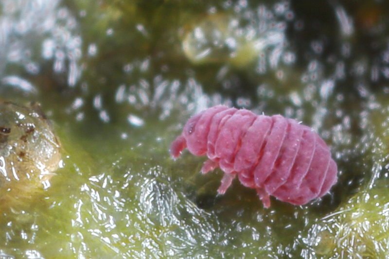 Brachystomella parvula