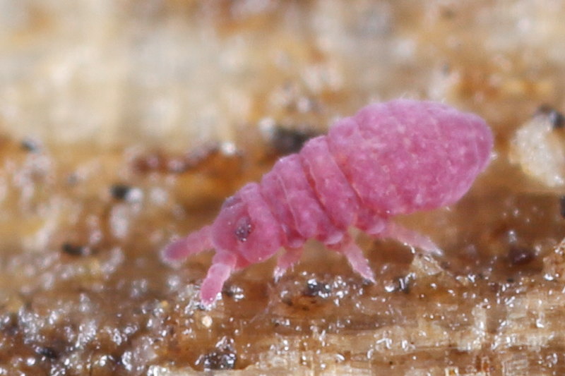 Brachystomella parvula