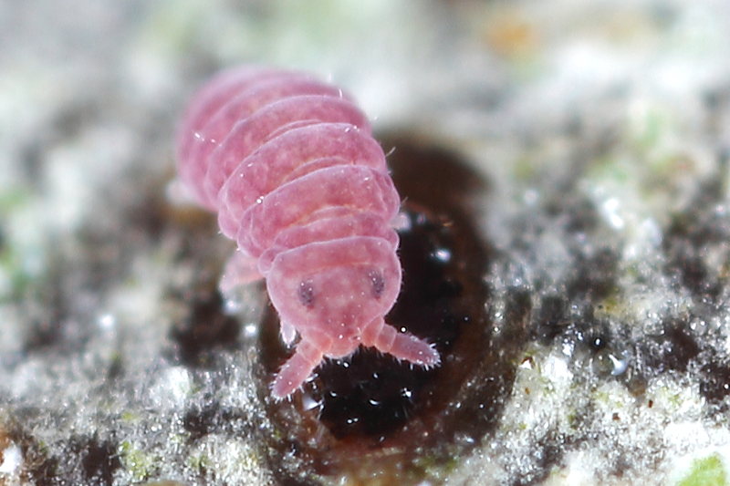 Brachystomella parvula
