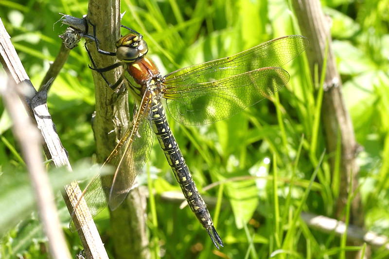 Glassnijder, Brachytron pratense ♀