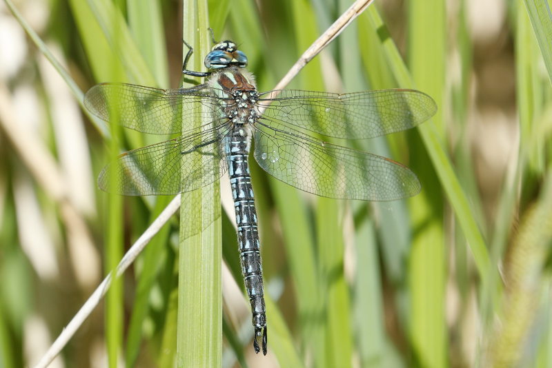 Glassnijder, Brachytron pratense ♂