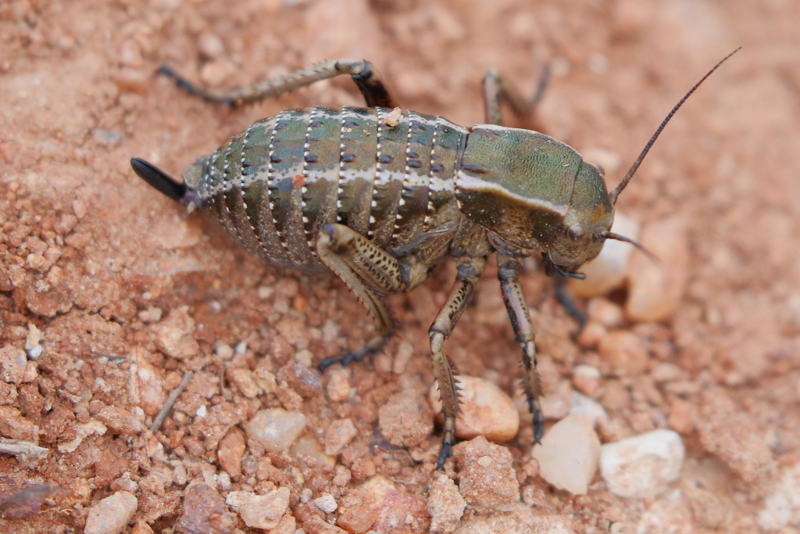 Bronzen tanksprinkhaan, Bradyporus dasypus, larve &female; (BG)