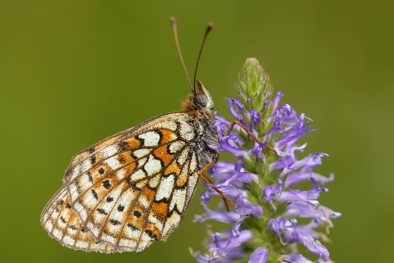 Dubbelstipparelmoervlinder, Brenthis hecate (CZ)