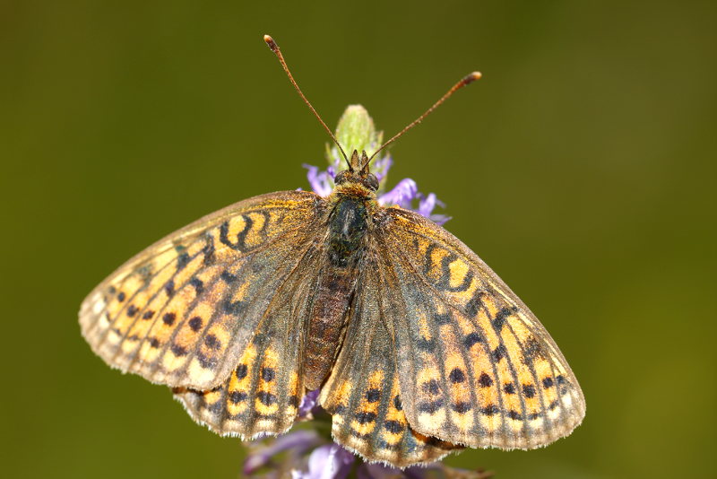 Dubbelstipparelmoervlinder, Brenthis hecate (CZ)