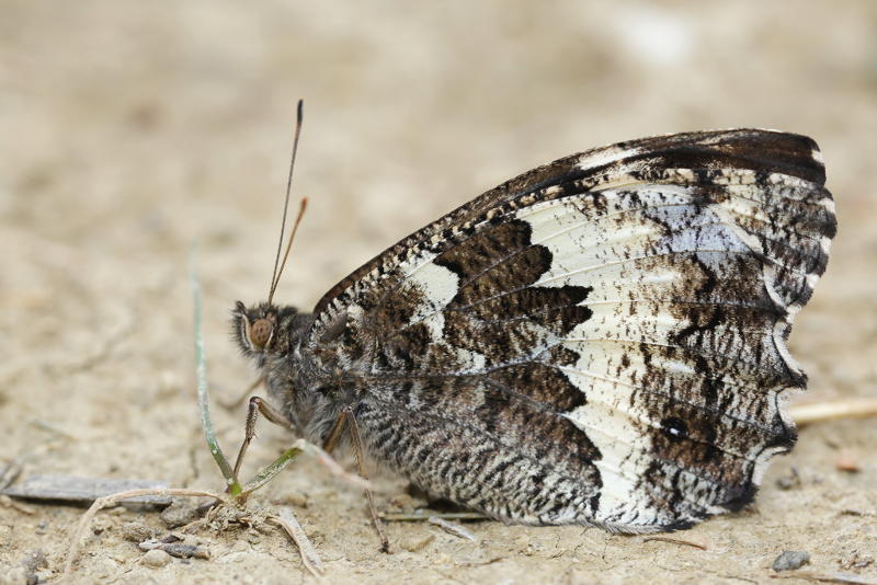 Witbandzandoog, Brintesia circe (CZ)