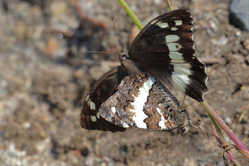 Witbandzandoog, Brintesia circe (BG)