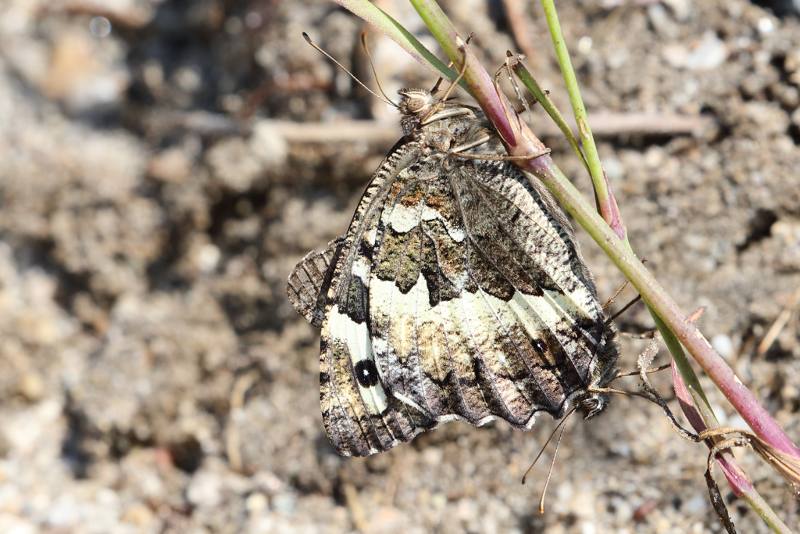 Witbandzandoog, Brintesia circe (BG)
