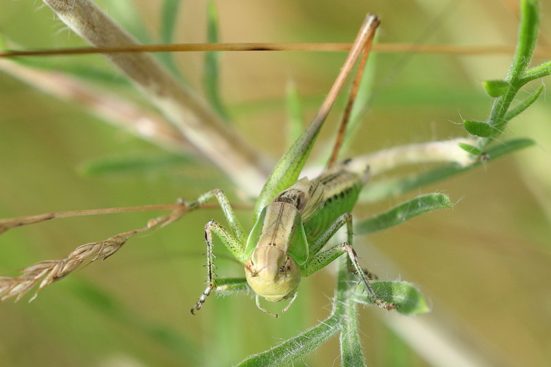 Broughtonia arnoldi &male; (BG)