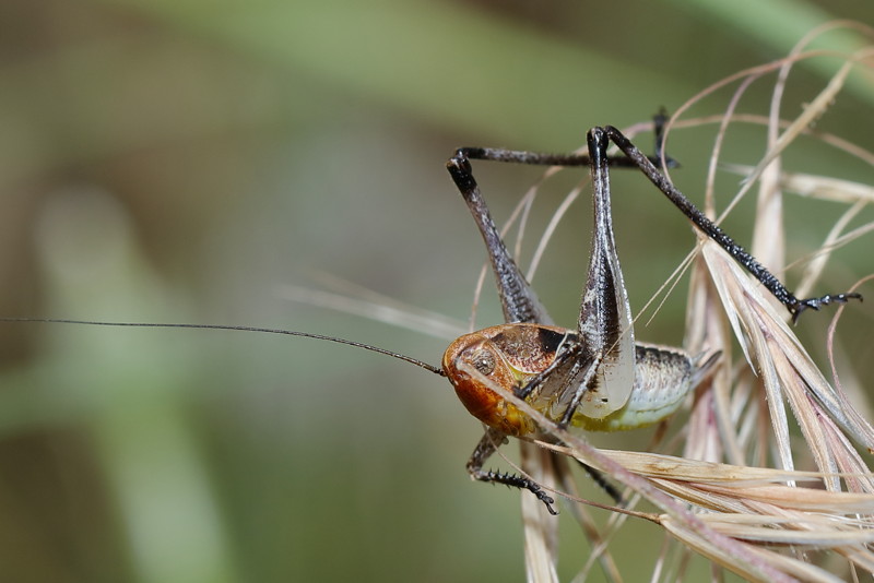 Roodhoofdsabelsprinkhaan, Bucephaloptera bucephala, juveniel &female; (BG)
