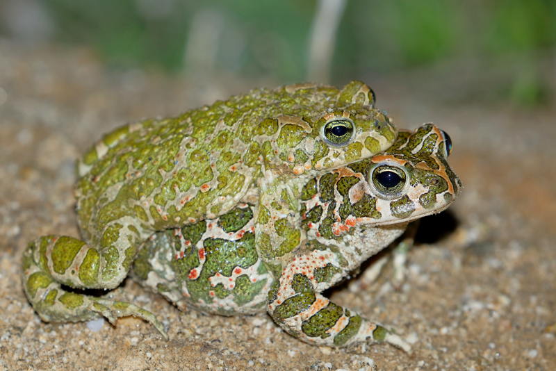 Groene padden, Bufotes viridis