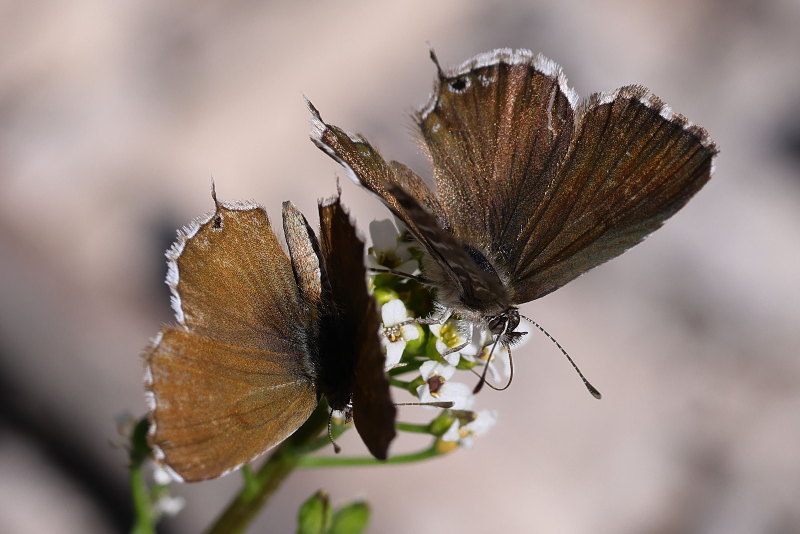 Geraniumblauwtje, Cacyreus marshalli (GR)