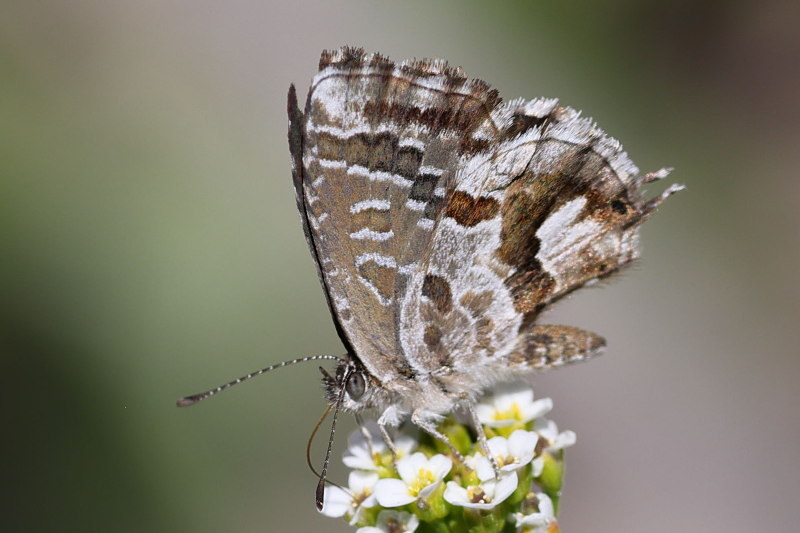 Geraniumblauwtje, Cacyreus marshalli (GR)