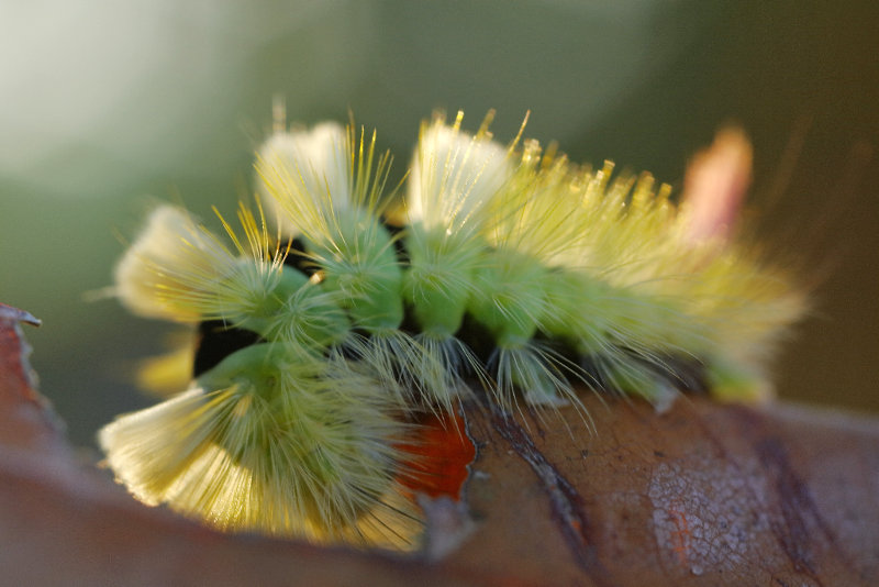 rups Meriansborstel, Calliteara pudibunda