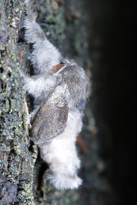 vlinder Meriansborstel, Calliteara pudibunda