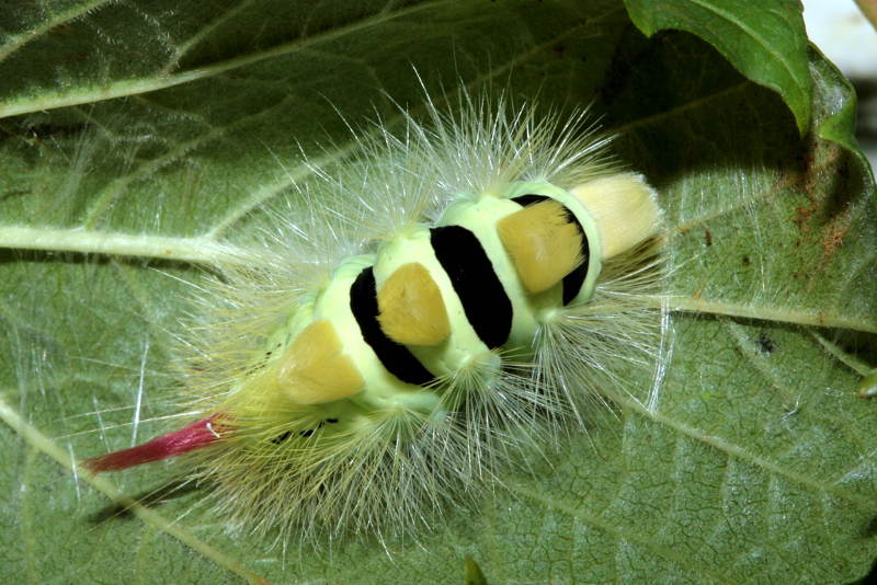 rups Meriansborstel, Calliteara pudibunda