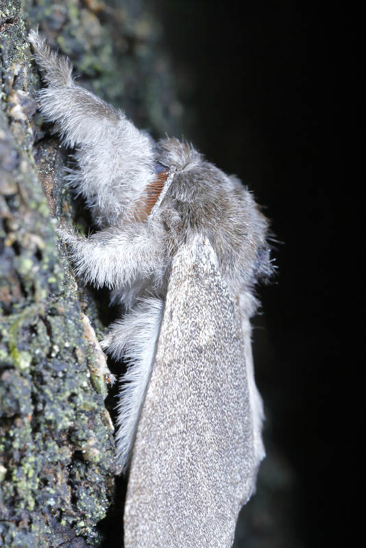 vlinder Meriansborstel, Calliteara pudibunda