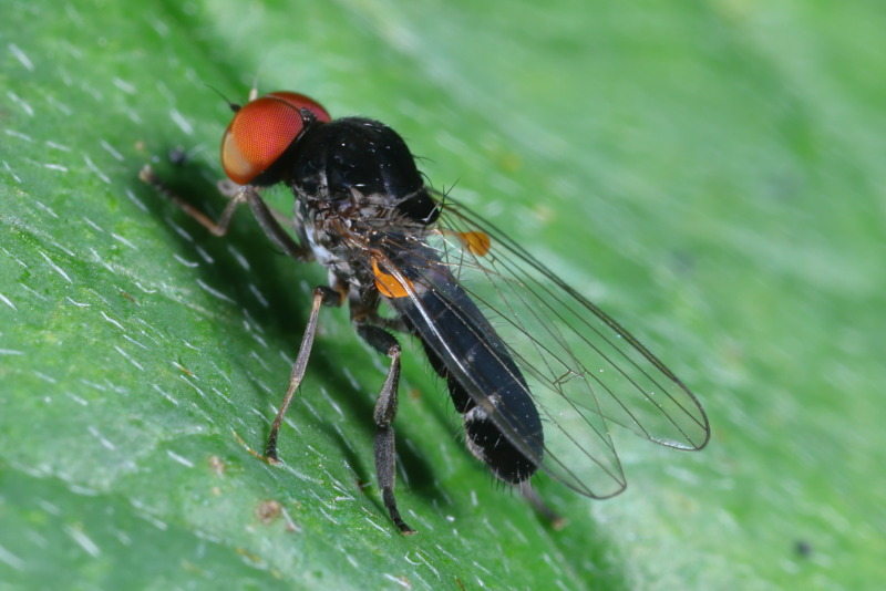 Oranje zilvervlekbreedvoet, Callomyia amoena ♂