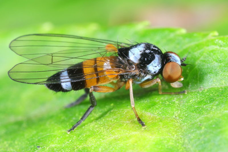 Oranje zilvervlekbreedvoet, Callomyia amoena ♀