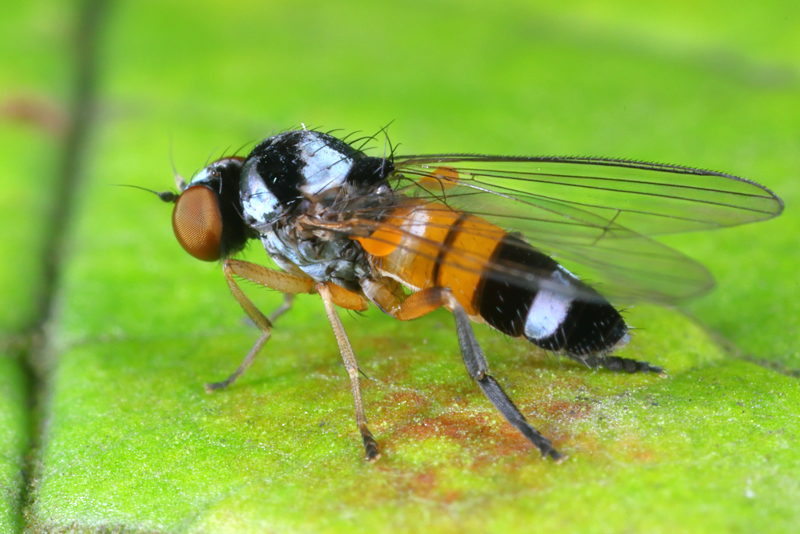 Oranje zilvervlekbreedvoet, Callomyia amoena ♀