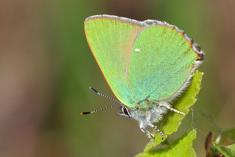 Groentje, Callophrys rubi (NL)