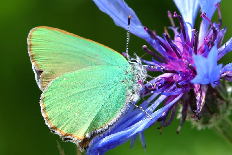 Groentje, Callophrys rubi (BG)