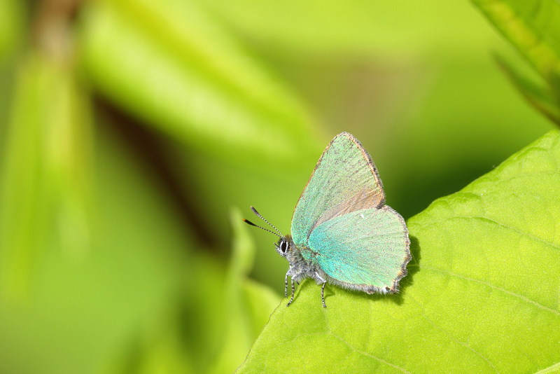 Groentje, Callophrys rubi (NL)
