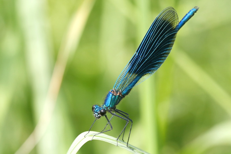 Weidebeekjuffer, Calopteryx splendens, ♂
