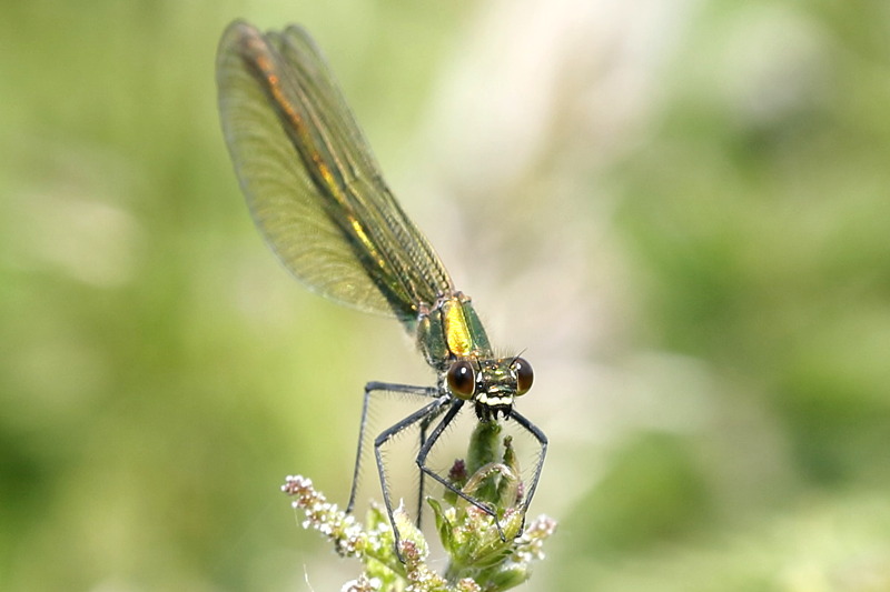 Weidebeekjuffer, Calopteryx splendens, ♀