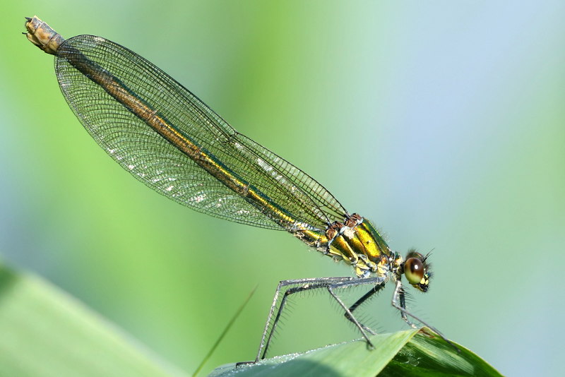 Weidebeekjuffer, Calopteryx splendens, ♀