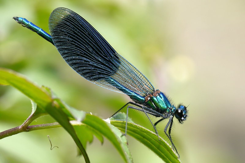 Weidebeekjuffer, Calopteryx splendens, ♂