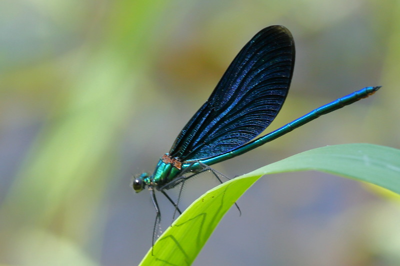 Bosbeekjuffer, Calopteryx virgo, ♂