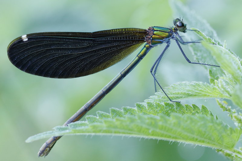 Bosbeekjuffer, Calopteryx virgo festiva, ♂
