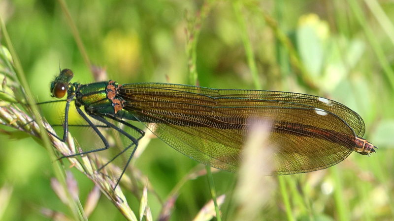 Bosbeekjuffer, Calopteryx virgo, &female;